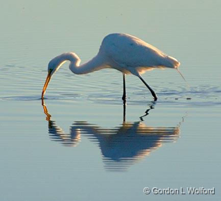 Egret With Catch_37269.jpg - Great Egret (Ardea alba)Photographed along the Gulf coast near Port Lavaca, Texas, USA.